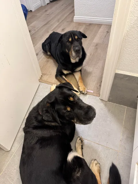 Came across a dog who was in the shelter, turns out it's my dog’s sister! Now they are inseparable! (Swipe!)(OC)