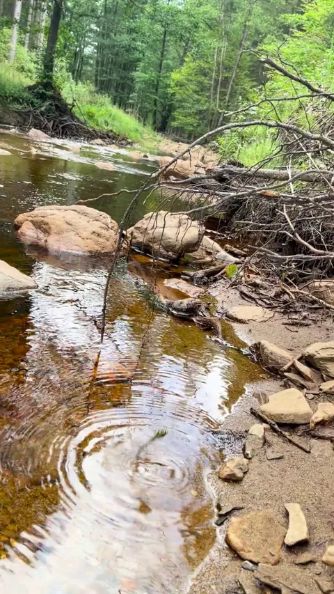 What is this bug… doing? Looks like it is planting eggs, but also looks like it has a system error