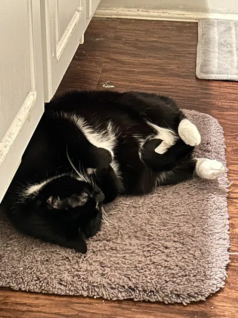 I never wanted to have to make this post. For my baby, Turkleton