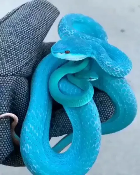 Blue insularis, a pit viper native to Indonesia. It also comes in green and yellow.