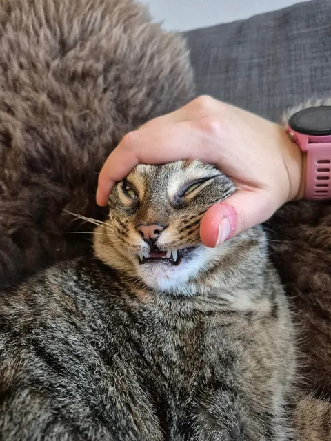 Miso loves some goofy pets when she's in the right mood