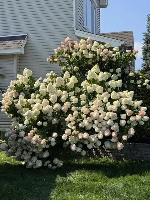 Neighbours massive hydrangea
