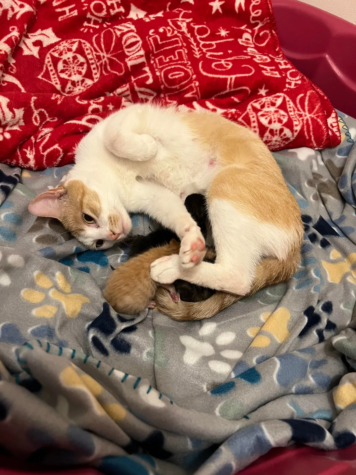 Found a stray outside, brought her in and she gave us a surprise in the middle of the night