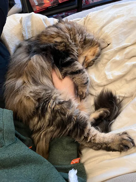 Just a sweet story about adopting a senior cat :)