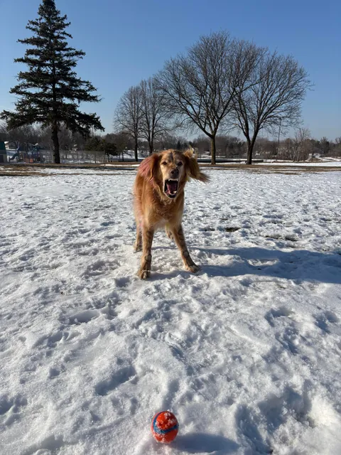 Apple is a real life air bud. Also, scroll to the end for a laugh 🤭