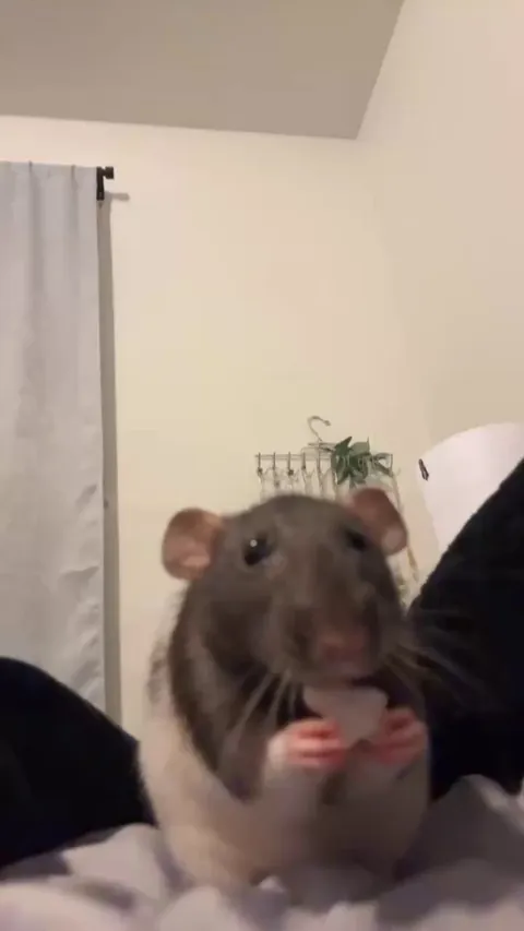 I love all animals but I really love rats