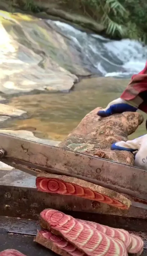 Harvesting chicken blood vine