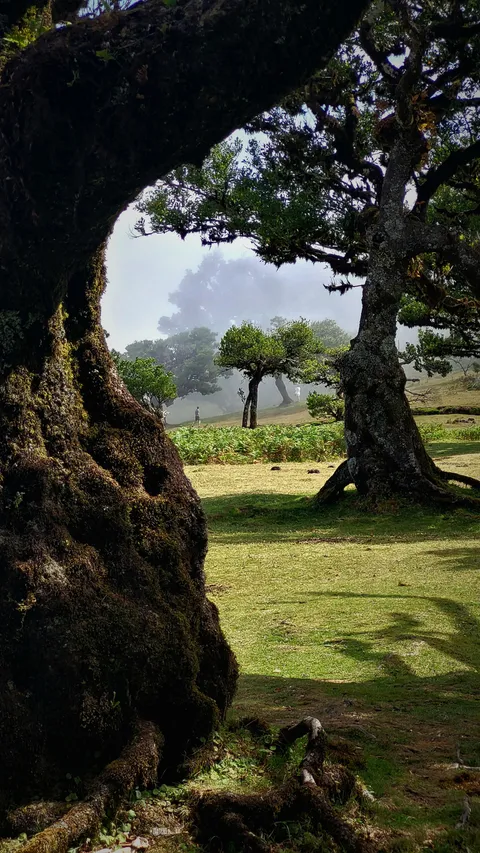 ITAP of a beautiful laurel forest
