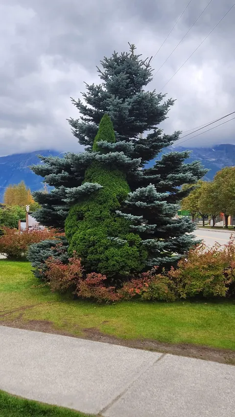 the way these trees grew together