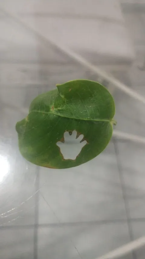 This leaf with a hand shaped hole my mom found