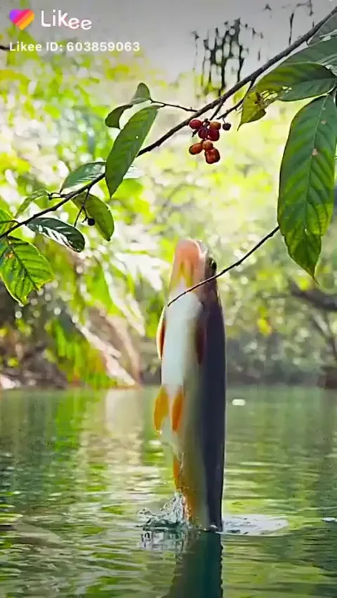🔥 Fish eating berries