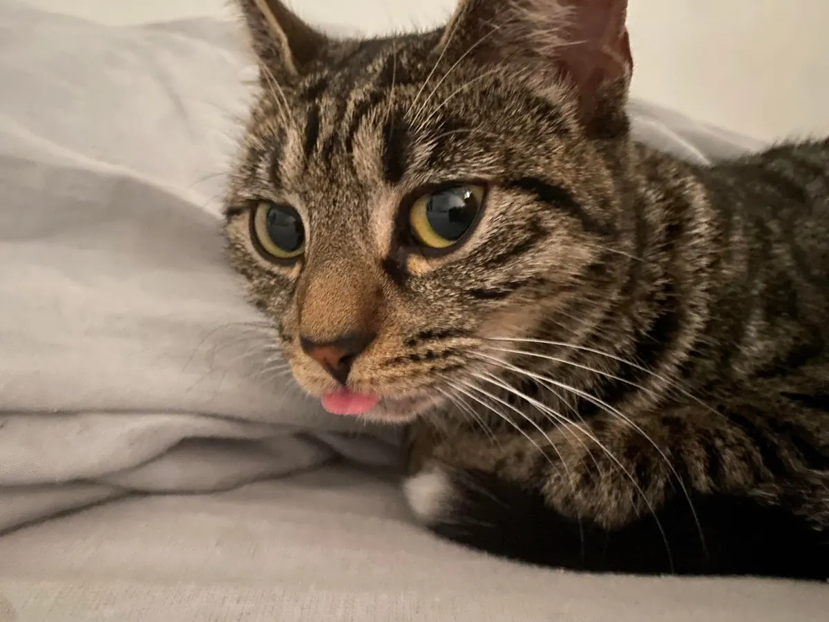 Missing kitten (about 8-10 months old) in Glasgow area, please read description.