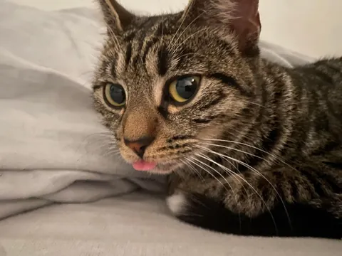 Missing kitten (about 8-10 months old) in Glasgow area, please read description.