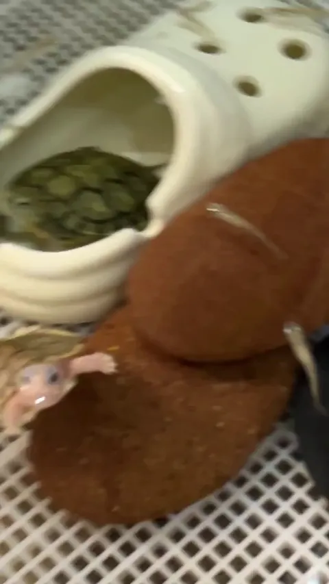 Albino red-eared slider turtles are a rare color morph of the common red-eared slider