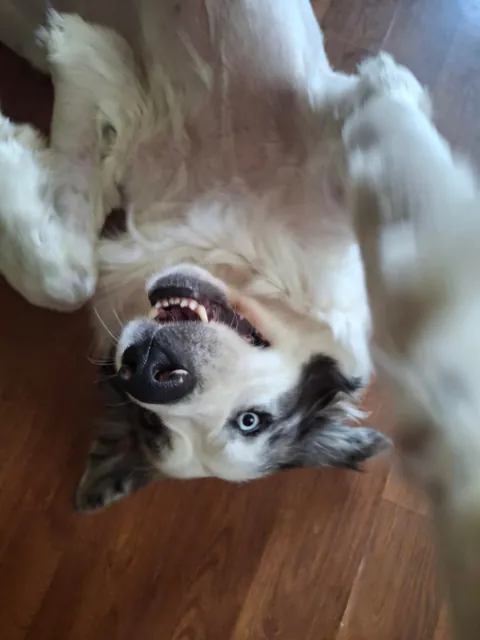 Current foster dog has gone from terrified of EVERYTHING to the derpiest of derps.