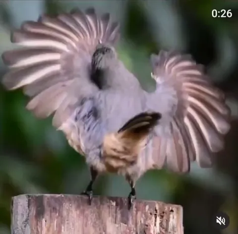 🔥 Male Victoria Rifle bird mating dance