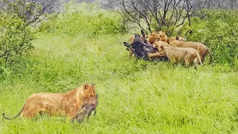 Lion kills buffalo calf while pride of lions take down mother buffalo.