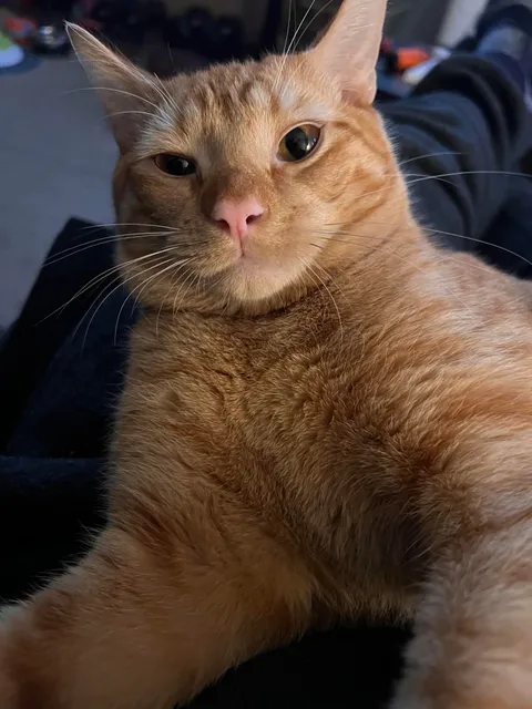 Why does my cat fart whenever I play with him?