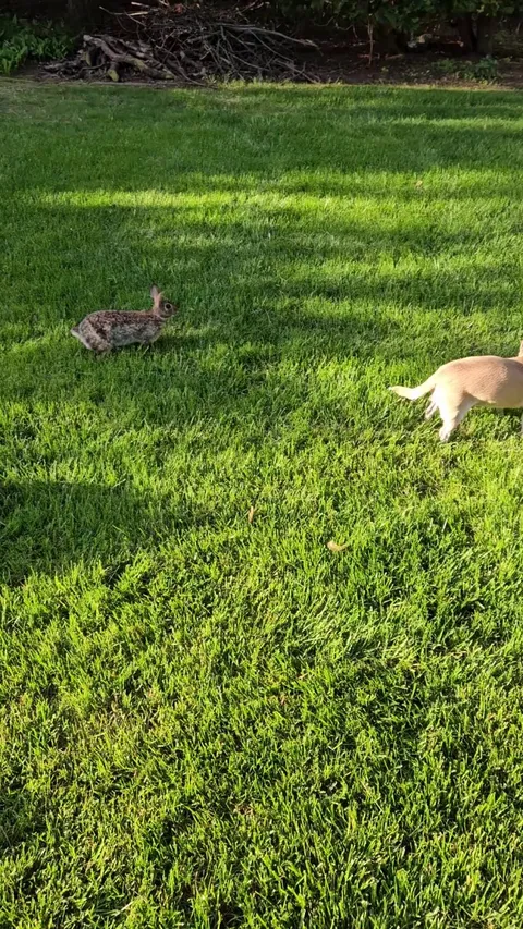 Our Chihuahua had an interesting interaction today