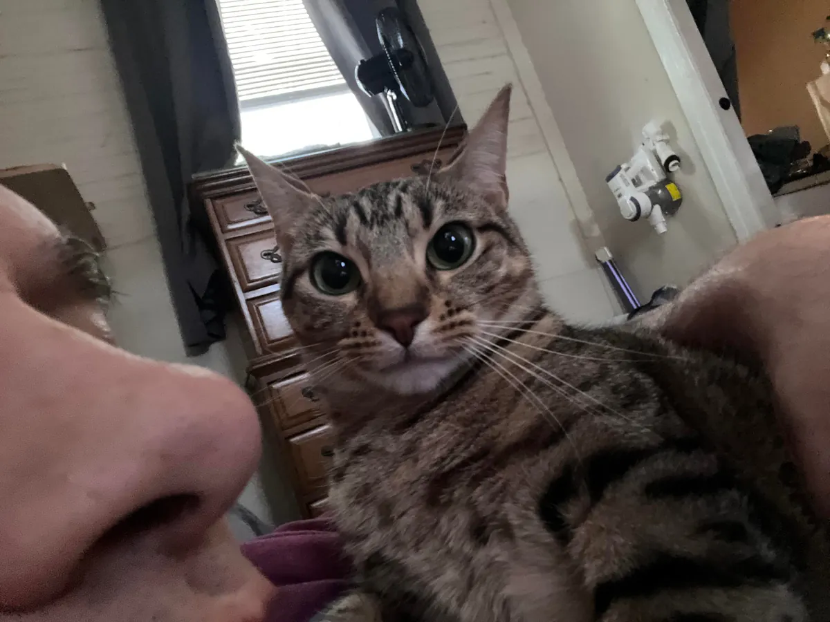 Last Sunday my cats may have saved everyone in my apt bld.