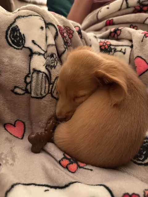 Our New Baby Pup Willow