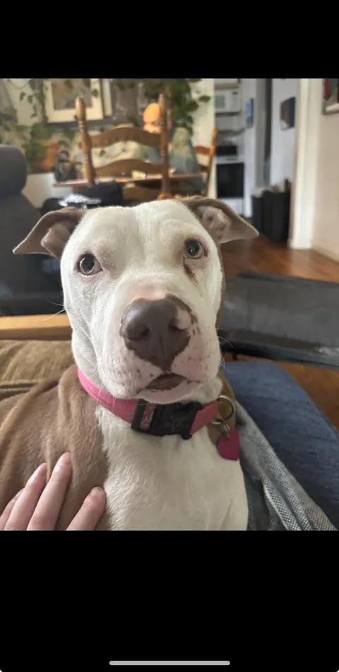 A Rover Client of mine left her dog with me after disappearing (from me) but this is Mocha and she is the most beautiful animal