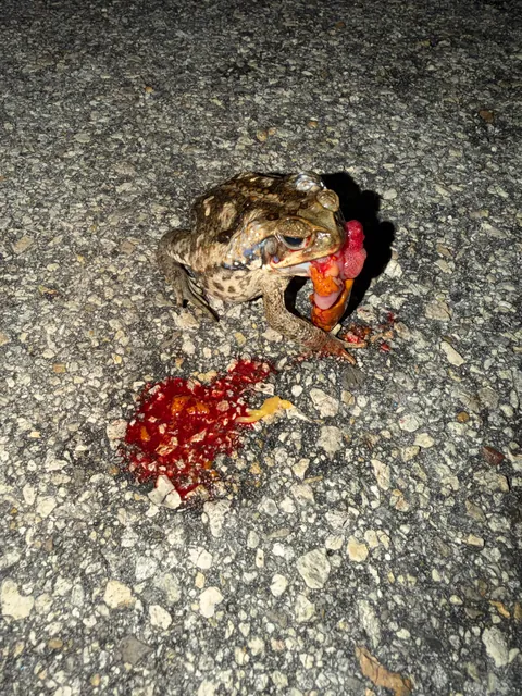 Toad died while eating part of a crab?