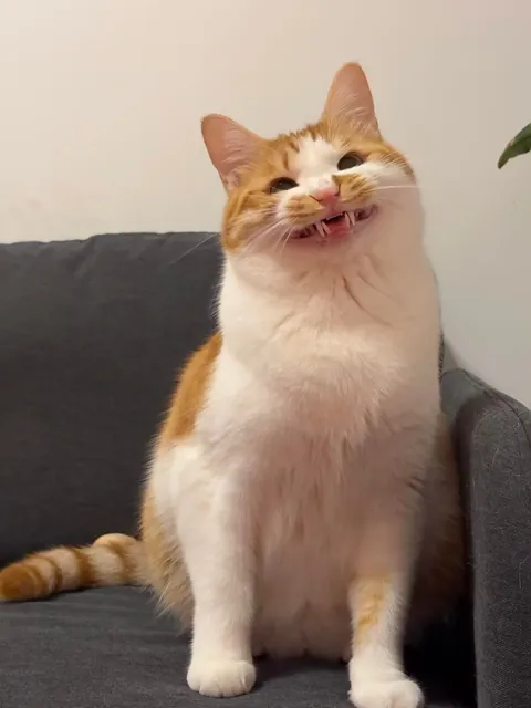 Slide the picture to the right, there is a surprise.