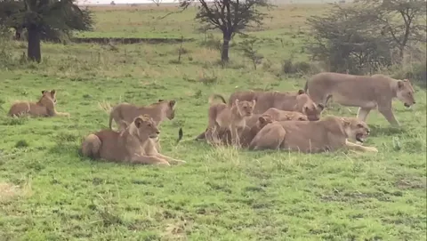 Nomadic lion tries to approach a pride of mothers and their cubs