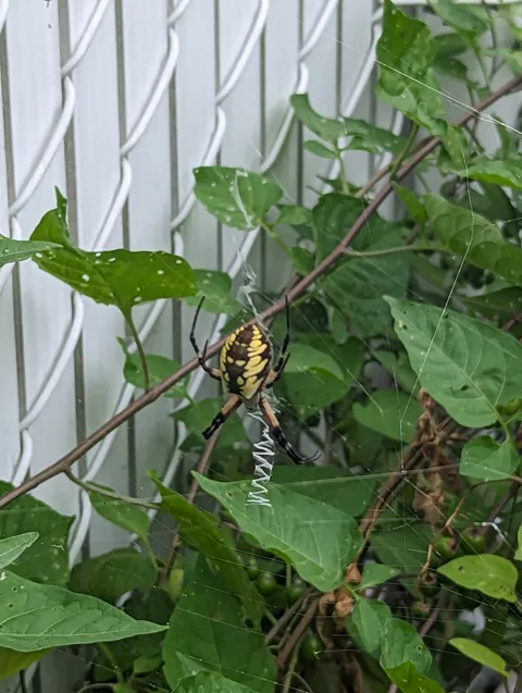 This queen in my garden