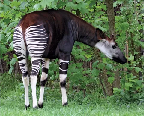 Who would love to see okapi and jaguars in Minecraft’s jungle biomes?