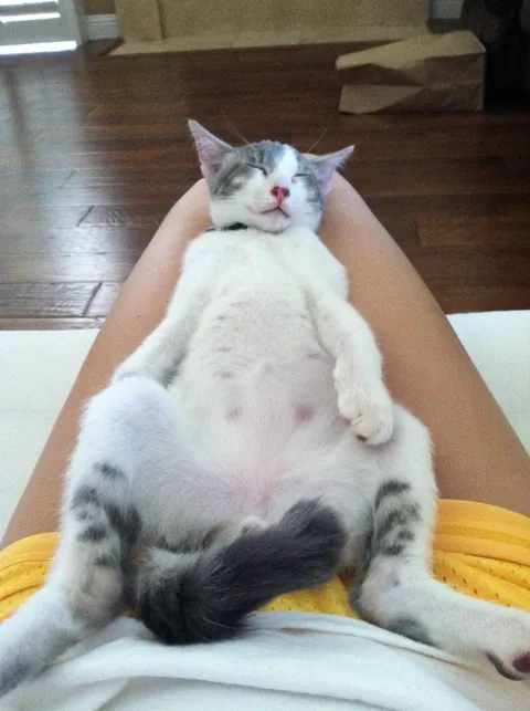 Steve the cat - 13 years and 1 less eyeball later, he is still my constant companion