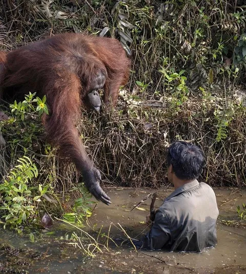 Orangutan lending a helping hand to a man clearing away snakes from a conservation forest area to protect the orangutans
