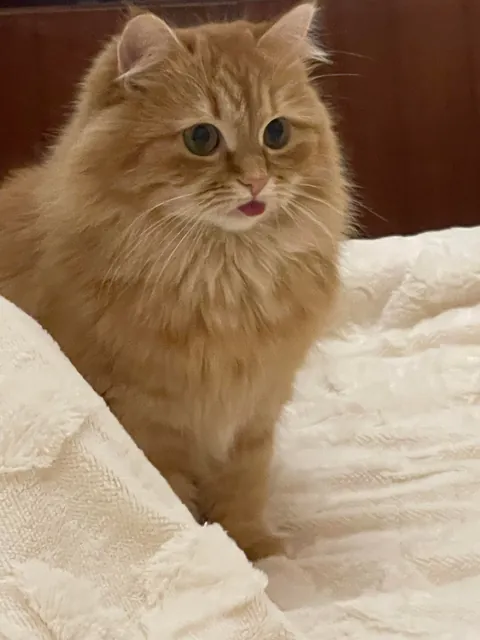 Kendis tongue collection