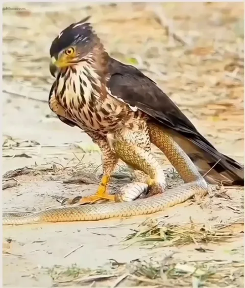 Turning the Tables: When the Prey Becomes the Predator