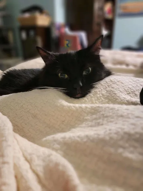 My bestest boy of 14 years.