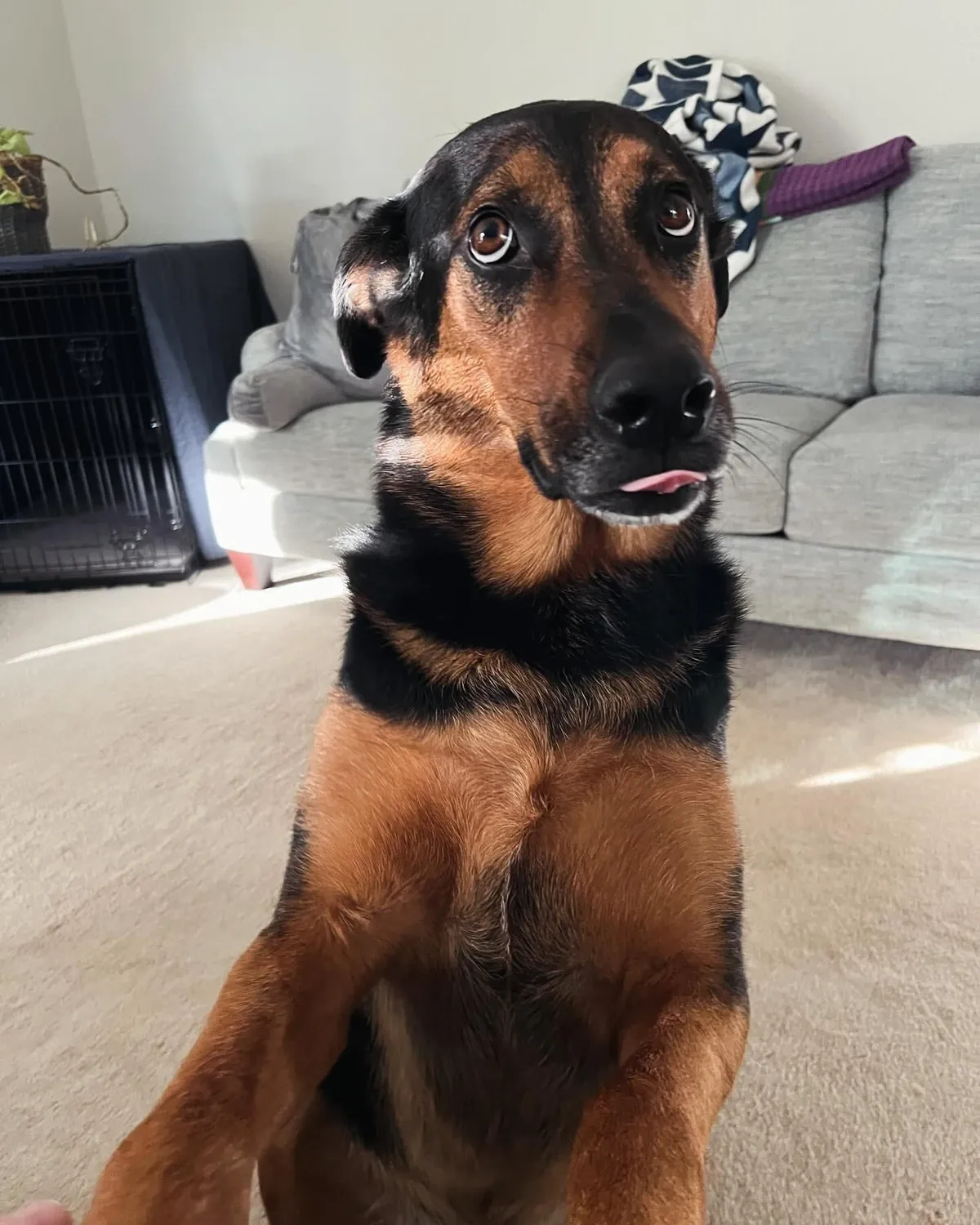 It’s Gary! My goofy, handsome, spoiled boy