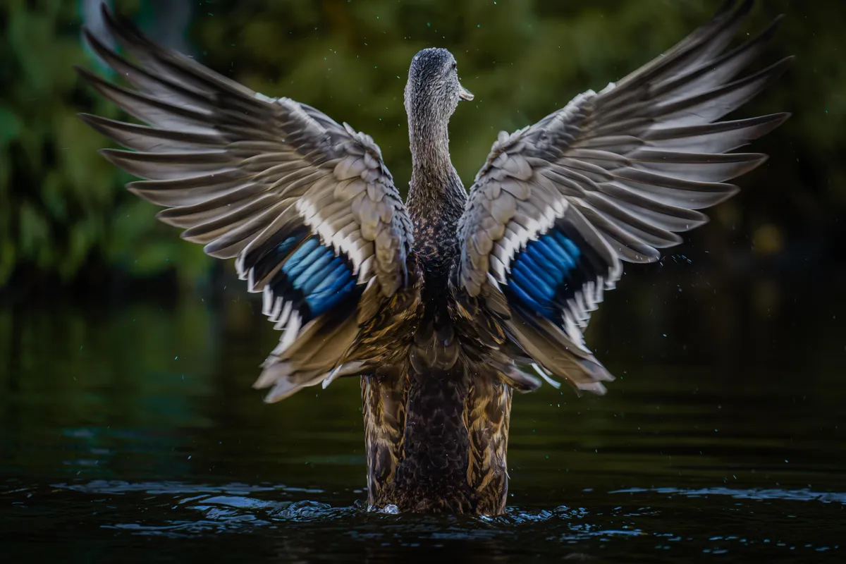 ITAP of a duck spreading it's wings