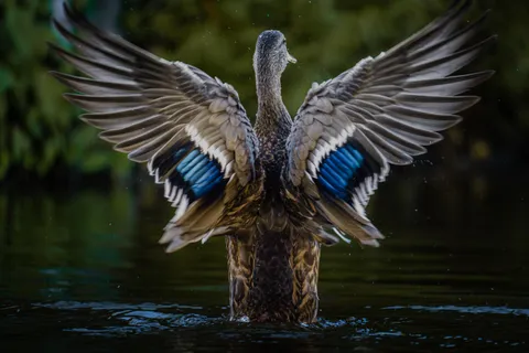 ITAP of a duck spreading it's wings