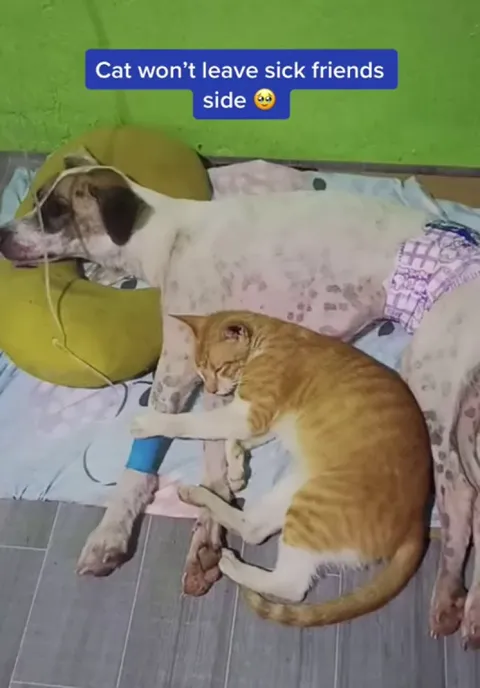 Emotional support kitty