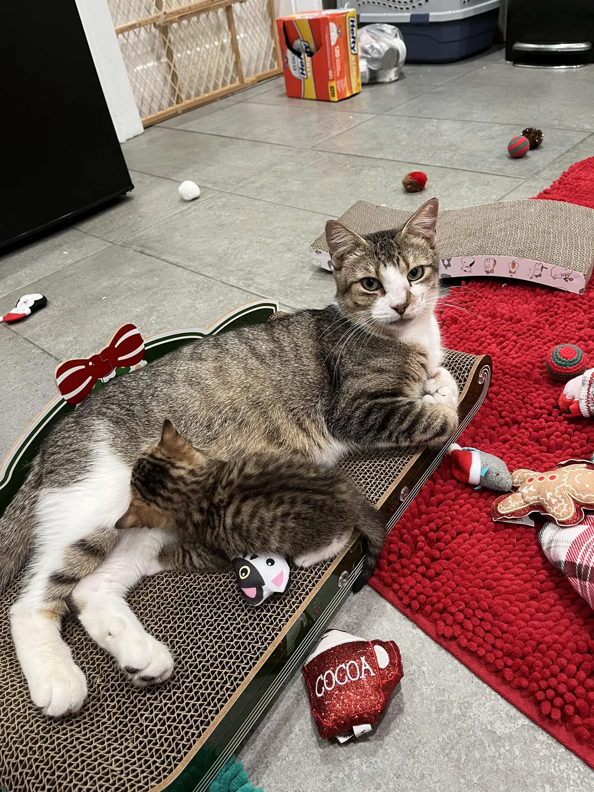 Kanga nursing one of her babies (there are 4) at the rescue where I volunteer 