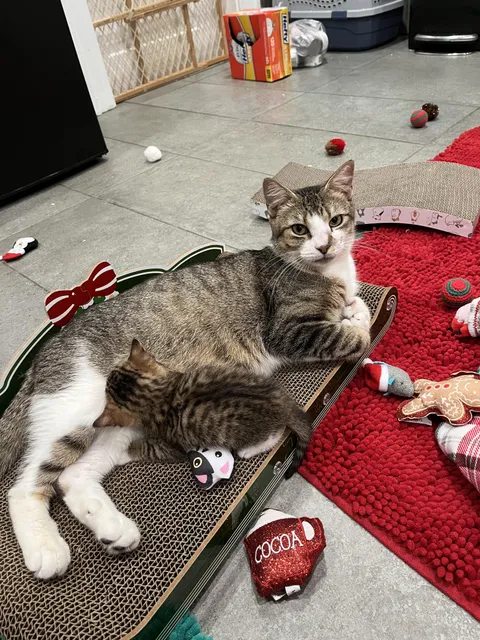 Kanga nursing one of her babies (there are 4) at the rescue where I volunteer 