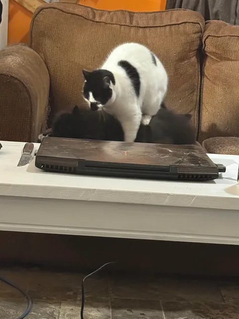 Pazuzu bugging Murphy, even when he tries to get away.