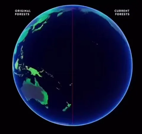 Pre-industrial forests vs current forests