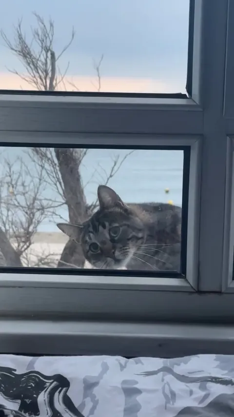 I think I have a peeping tom at my window