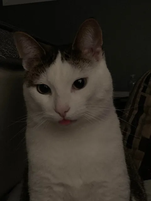 My silly little guy likes to stick his tongue out at times so I took a bunch of pictures! Choose the best ones!