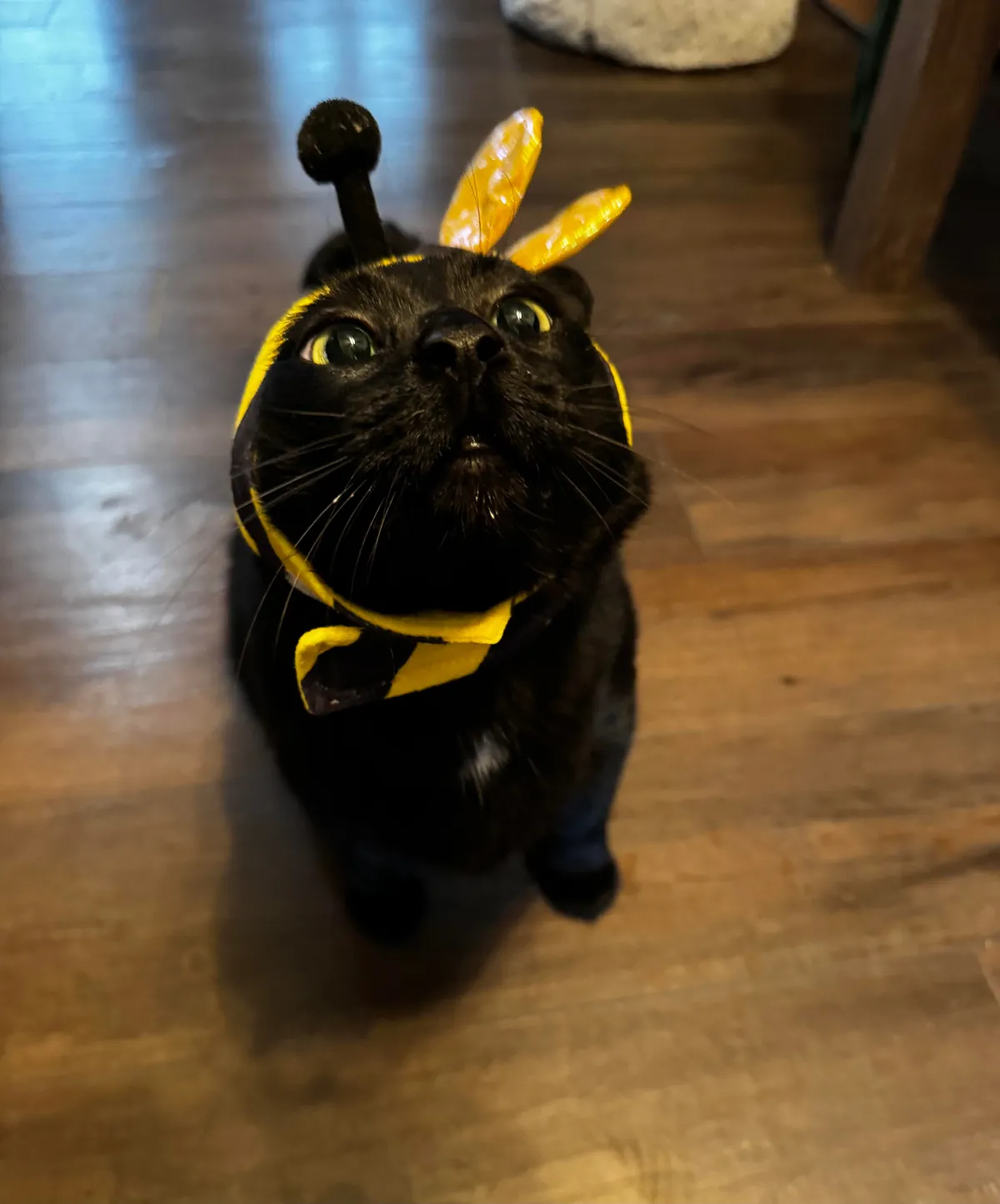 Tubs can’t BEElive it’s already Halloween