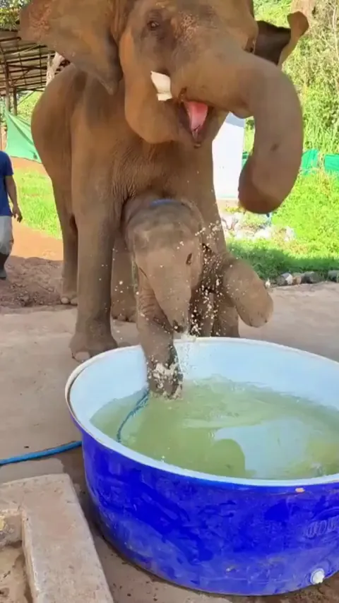 Baby elephant enjoying his bath tub