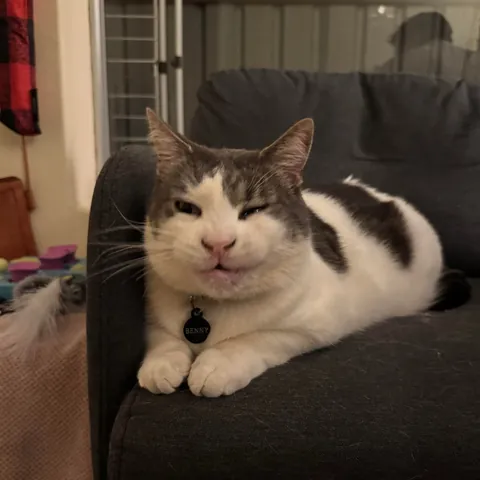 When you try to hide your yawn 😽🥱