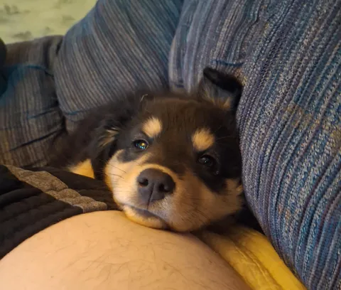 Bonnie West serving her sentence in pupper jail for alleged toe biting 